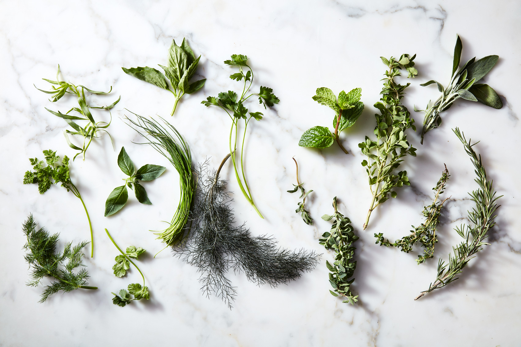 herb-glossary-059-CT-6501743-sagetilted